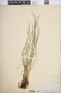 Carex jamesii image