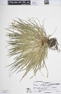 Carex jamesii image