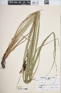 Carex joorii image