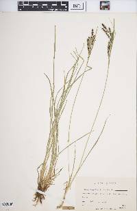 Carex kelloggii image