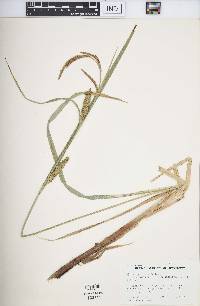 Carex lacustris image