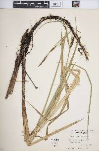 Carex lacustris image