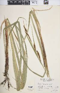 Carex lacustris image