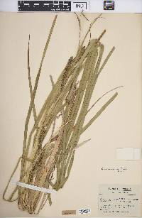 Carex lacustris image