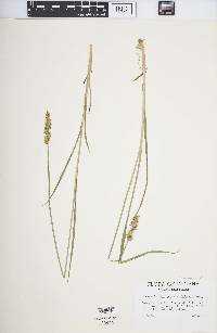 Carex laevivaginata image