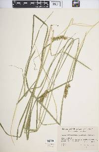 Carex laevivaginata image