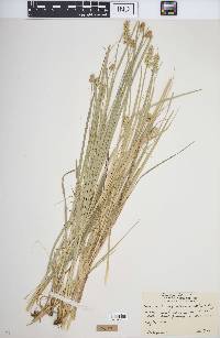 Carex laevivaginata image