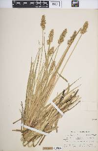 Carex laevivaginata image