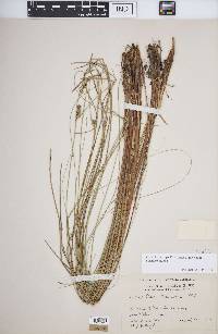 Carex lasiocarpa subsp. americana image