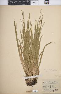 Carex laxiculmis image