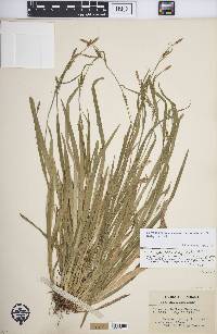 Carex laxiculmis image