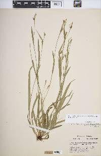 Carex laxiculmis image