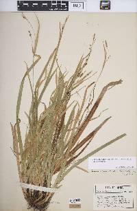 Carex laxiculmis image