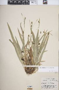 Carex laxiculmis image