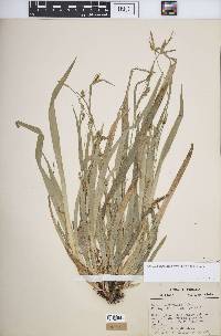 Carex laxiculmis image