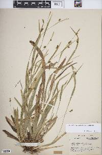 Carex laxiculmis image