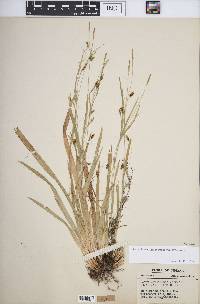 Carex laxiculmis image