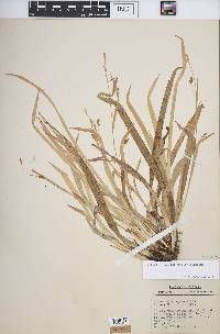 Carex laxiculmis image