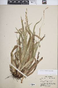 Carex laxiculmis image