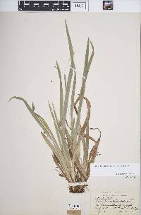 Carex laxiculmis image