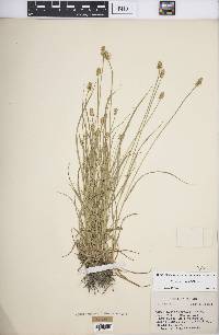 Carex leavenworthii image