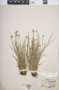 Carex leavenworthii image