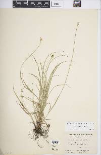 Carex leavenworthii image