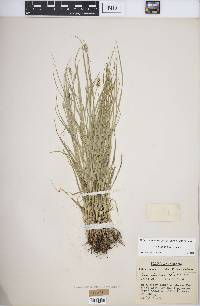 Carex leavenworthii image