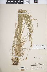 Carex leavenworthii image