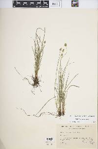 Carex leavenworthii image