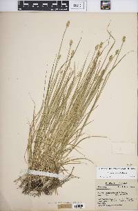 Carex leavenworthii image