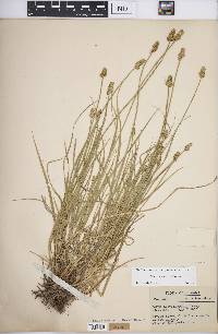 Carex leavenworthii image