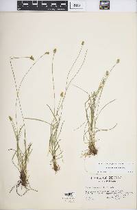 Carex leavenworthii image