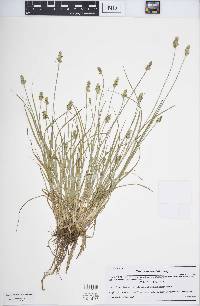 Carex leavenworthii image