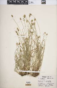 Carex leavenworthii image