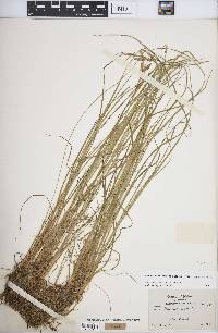 Carex lenticularis image