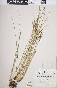 Carex lenticularis var. lenticularis image