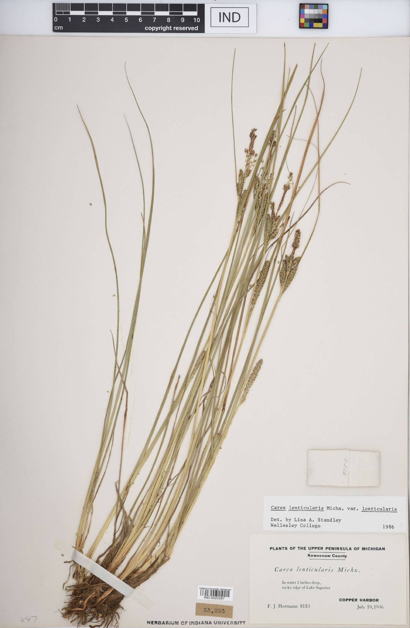 Carex lenticularis var. lenticularis image