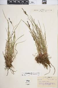 Carex kelloggii image