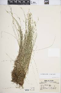 Carex leptalea subsp. leptalea image