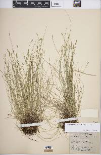 Carex leptalea subsp. leptalea image