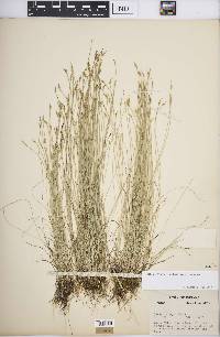 Carex leptalea subsp. leptalea image