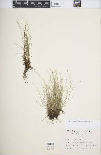 Carex leptalea subsp. leptalea image