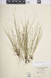 Carex leptalea subsp. leptalea image