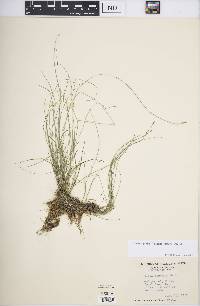 Carex leptalea subsp. leptalea image