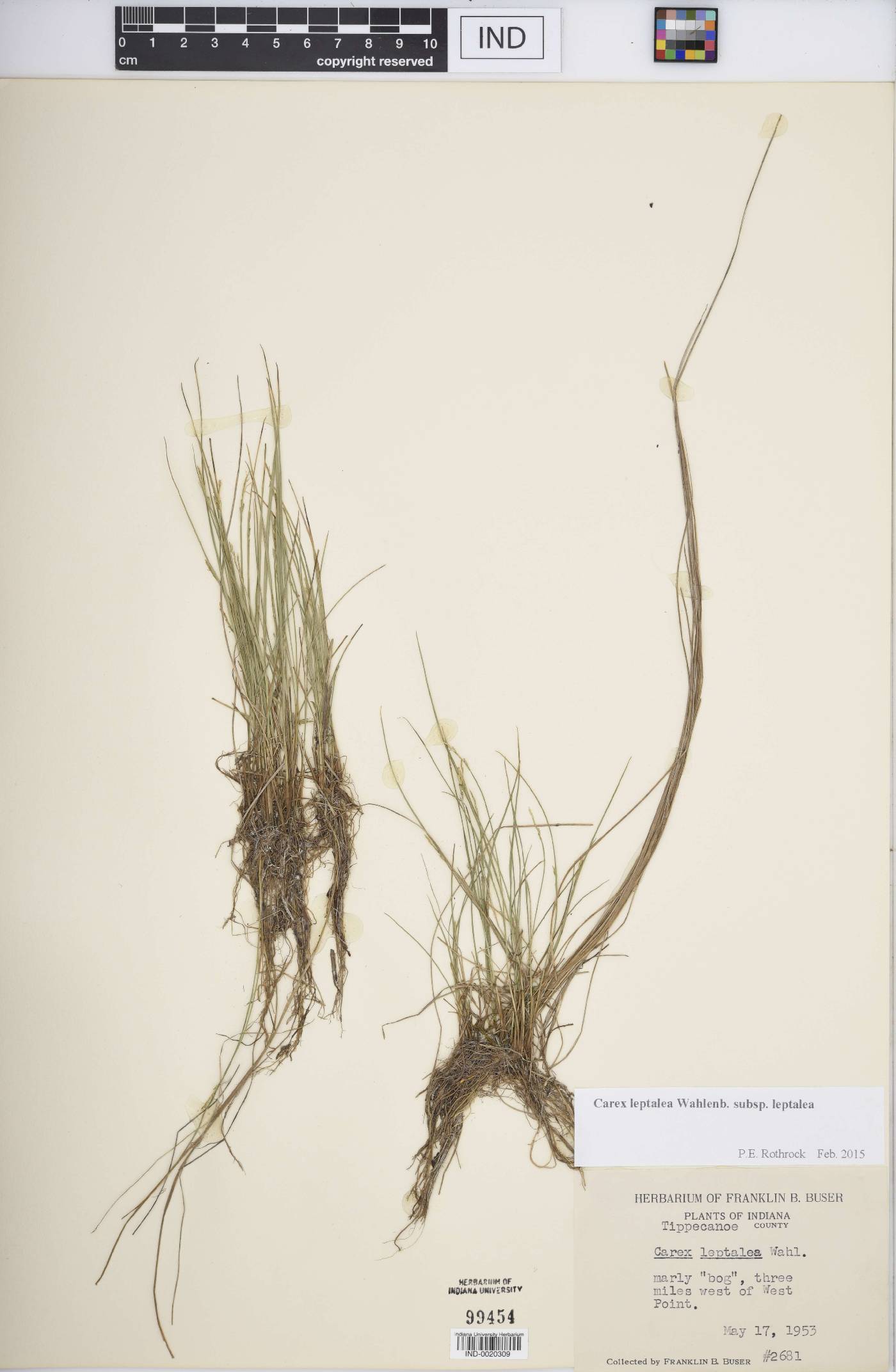 Carex leptalea subsp. leptalea image