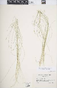 Carex leptalea subsp. harperi image