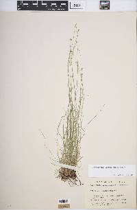 Carex leptalea subsp. leptalea image