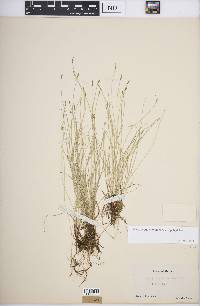 Carex leptalea subsp. leptalea image