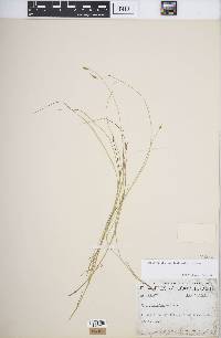 Carex leptalea subsp. leptalea image